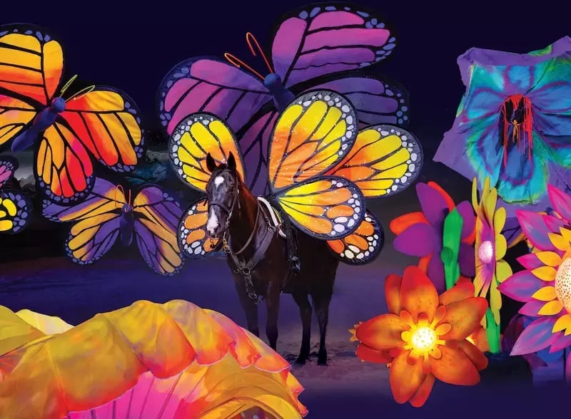 Butterfly Dreams Photo colorful