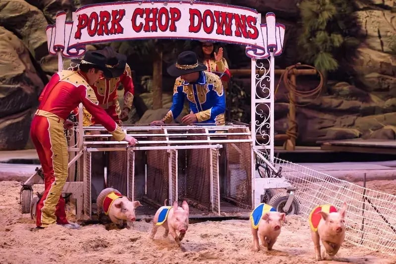 Pig races at Dolly Parton's Stampede