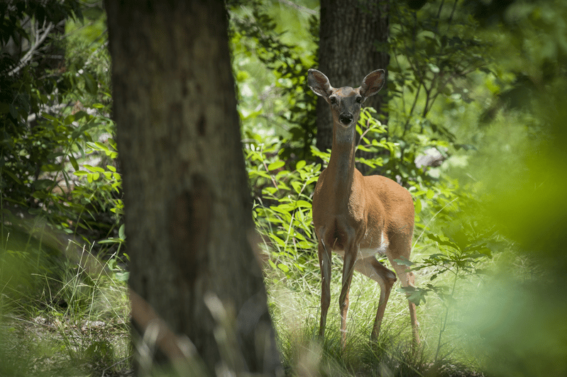 deer in woods