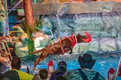 diving dog at Hatfield & McCoy Dinner Feud