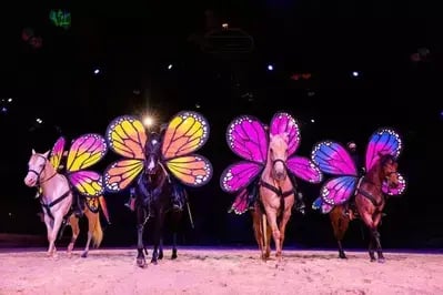 horses at butterfly dreams