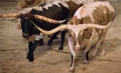 longhorns ar Dolly Parton's Stampede