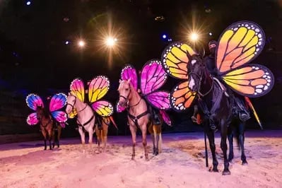 horses standing in line during Butterfly Dreams