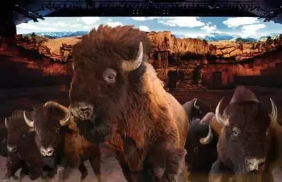 Longhorns at Dolly Parton's Stampede