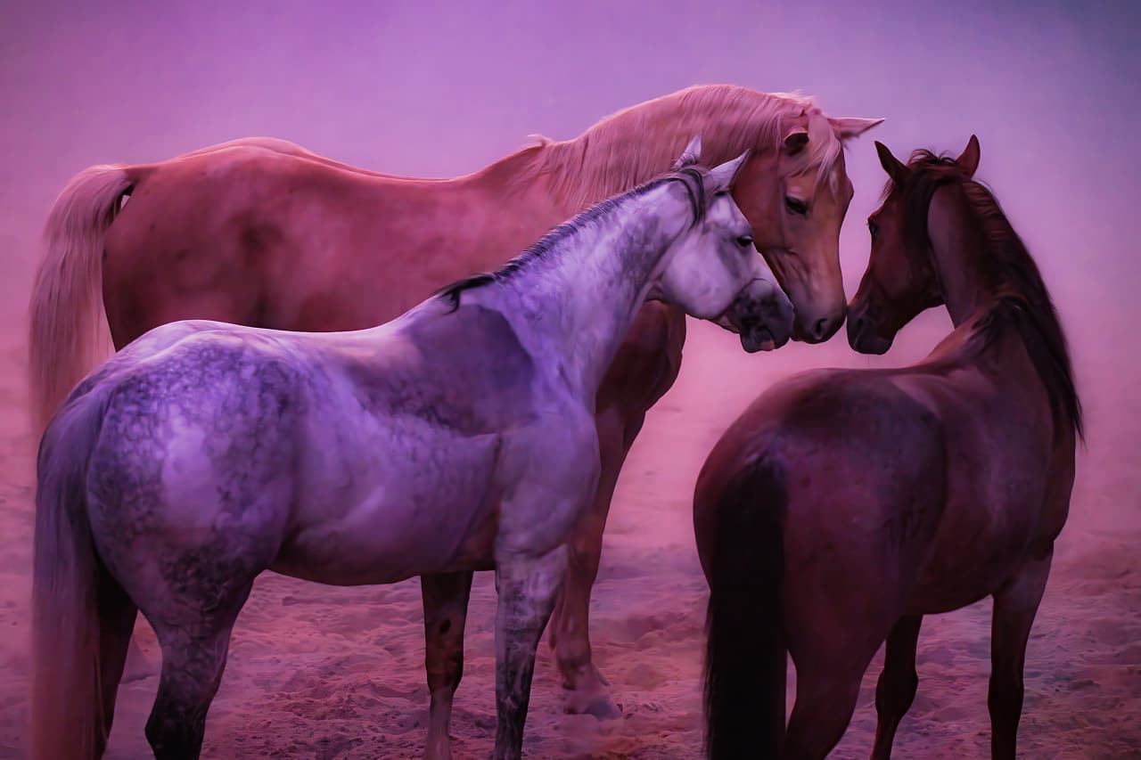 image of wild horses at the Dolly Parton Stampede