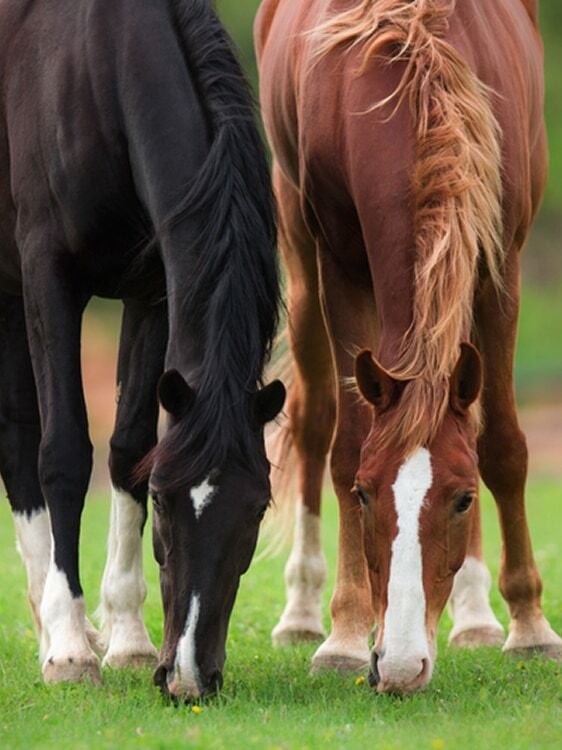 horses