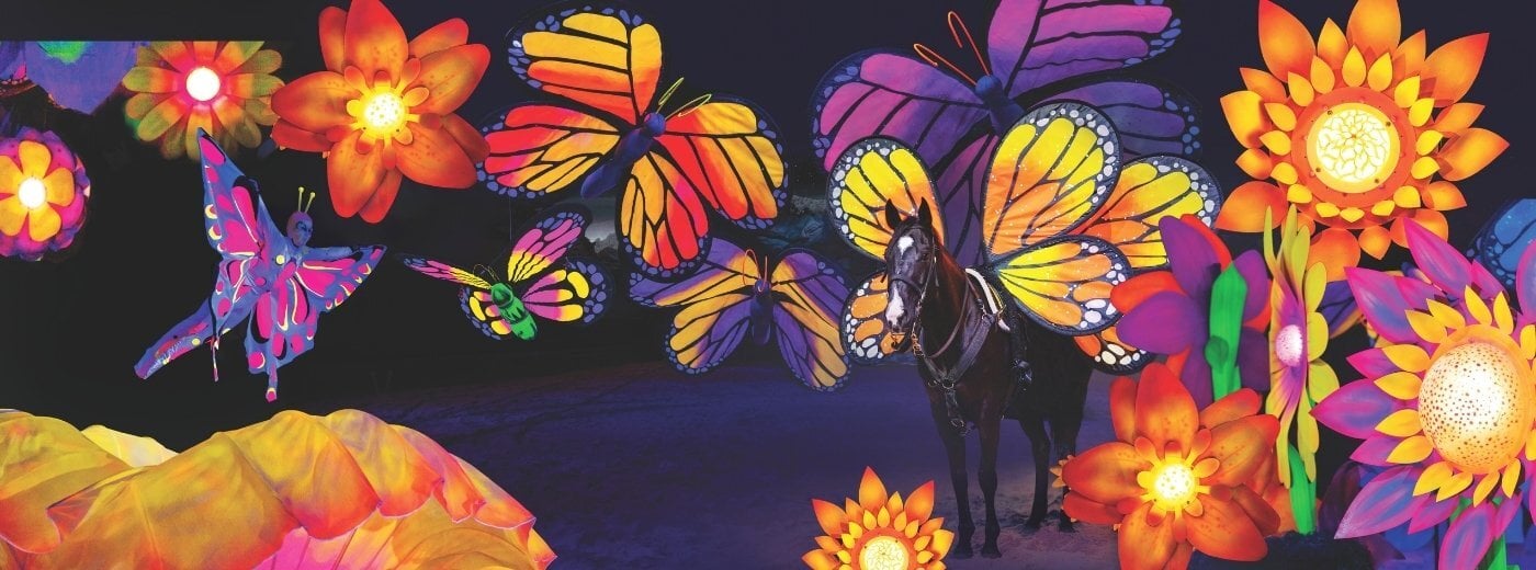 image of the butterfly dreams segment