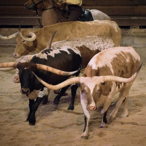 Stampede-long-horns