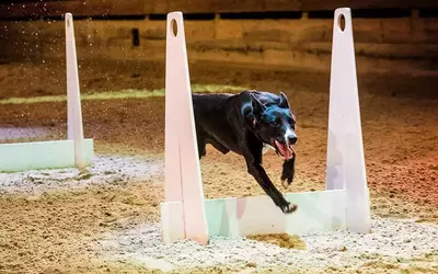 Canine Capers At Dolly Parton's Stampede!