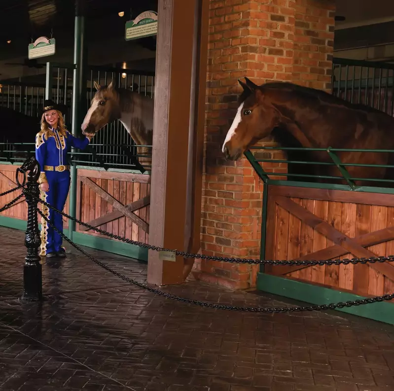 horses receiving veterinary care