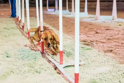 dog participating in Canine Capers event