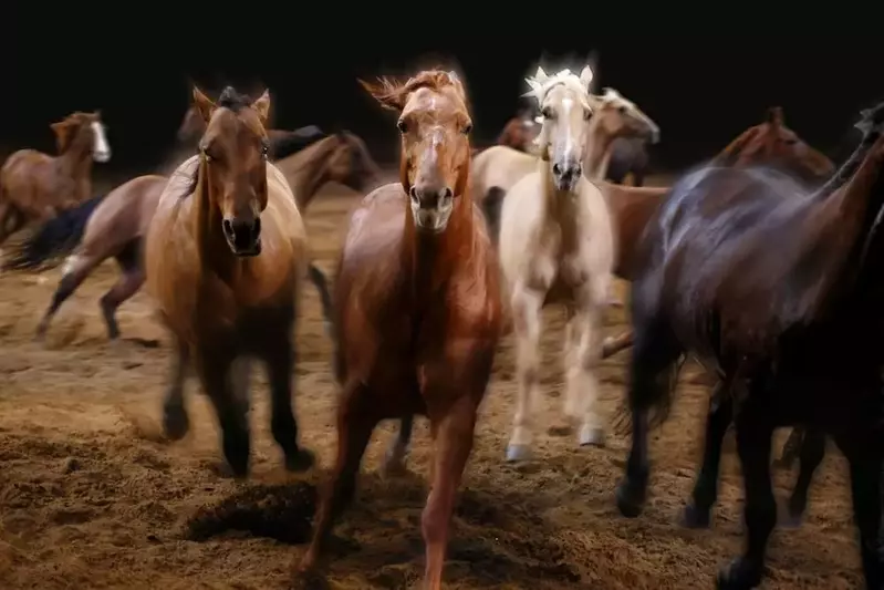 Horses at Dolly Parton's Stampede