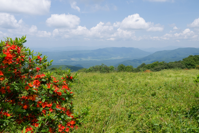 spring wildflowers at Gregory Bald