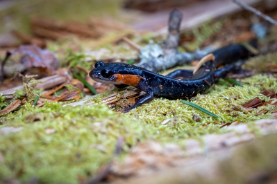 salamander in the Smokies