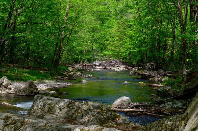 Summer creek in the Smoky Mountains