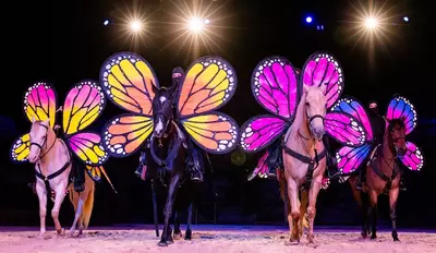 horses with butterfly wings at The Stampede