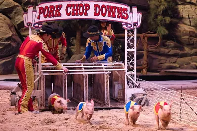 Pig races at Dolly Parton's Stampede